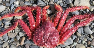 Focus sur le crabe royal d'Antarctique