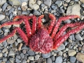 Focus sur le crabe royal d'Antarctique