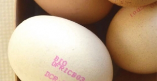 Cuisiner les oeufs, tout un programme !